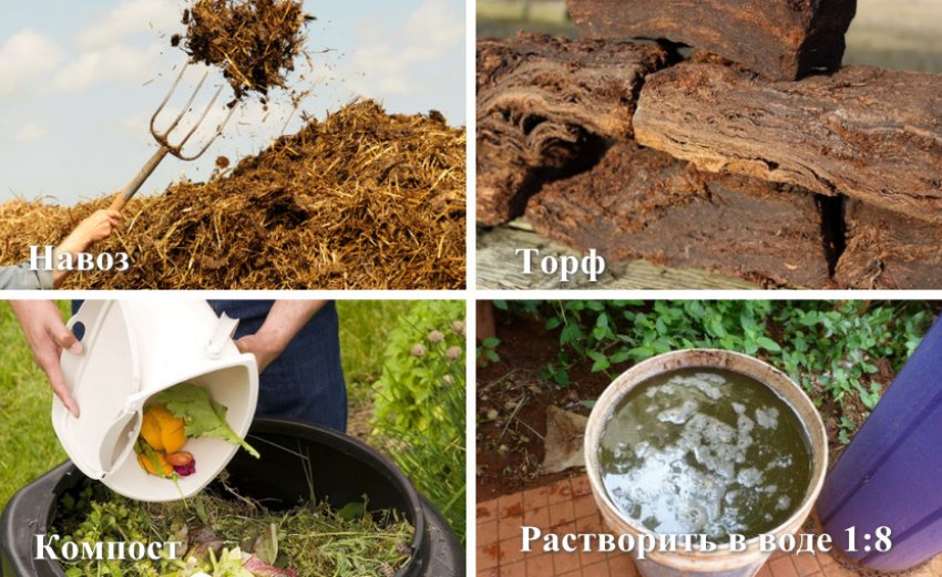 Органічне підживлення