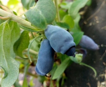 Вирощування жимолості в Криму: основні правила та підходящі сорти