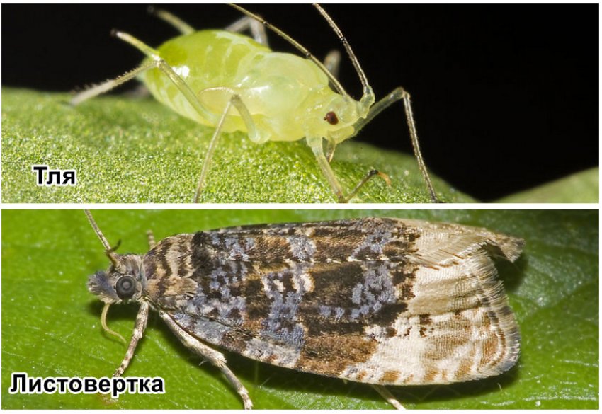 Шкідники жимолості