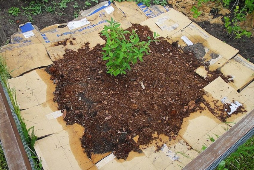 Мульчування жимолості