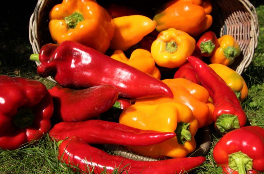 Голландські вчені розводять рослини солодкого перцю, нечутливі до вірусів