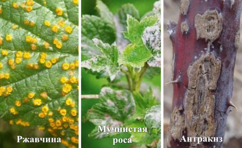 Інфекційні хвороби ожини