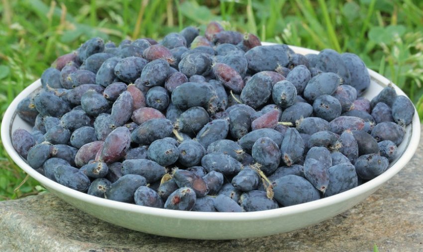 Збір жимолості