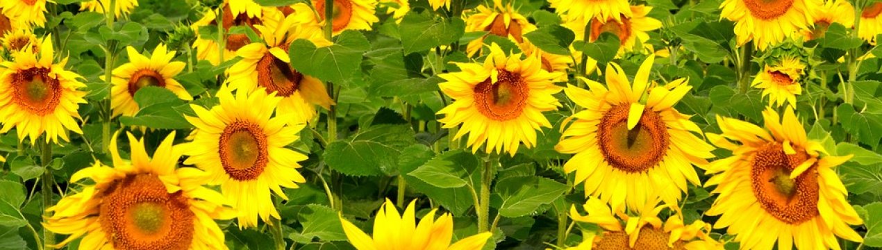 Павутинний кліщ міцно влаштувався в посівах соняшника України