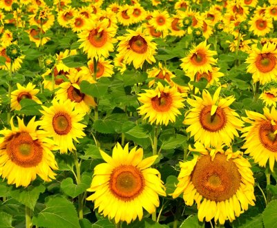 Павутинний кліщ міцно влаштувався в посівах соняшника України