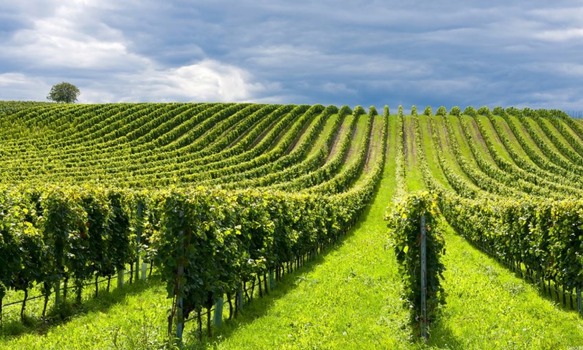 Сільське господарство Німеччини не має потребу в робочій силі з України Сільське господарство Німеччини не має потребу в робочій силі з України