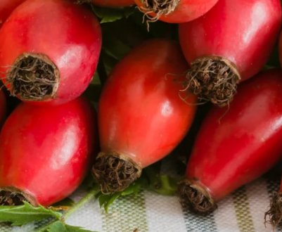 Вживання шипшини при діабеті: лікувальні властивості і протипоказання