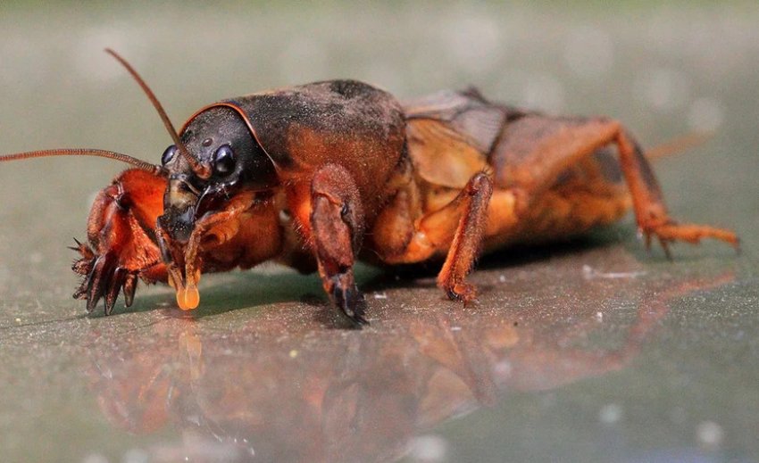 Шкідник ожини - капустянка