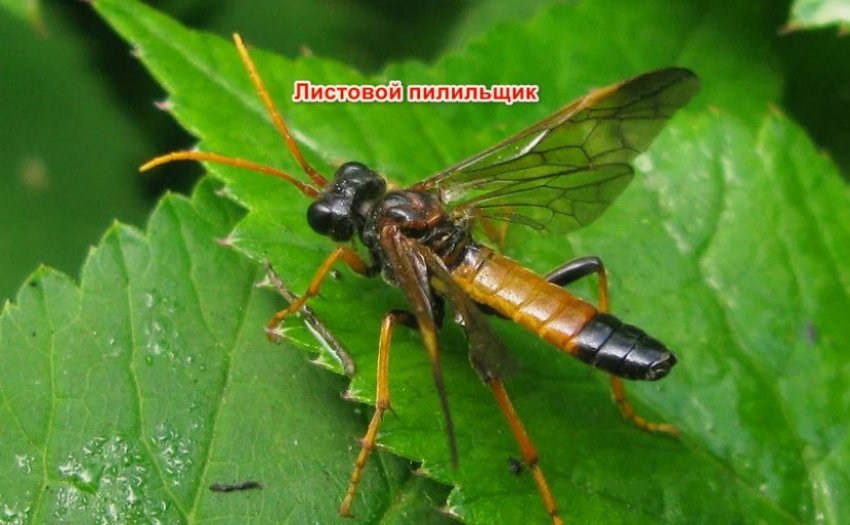 Листової пильщик