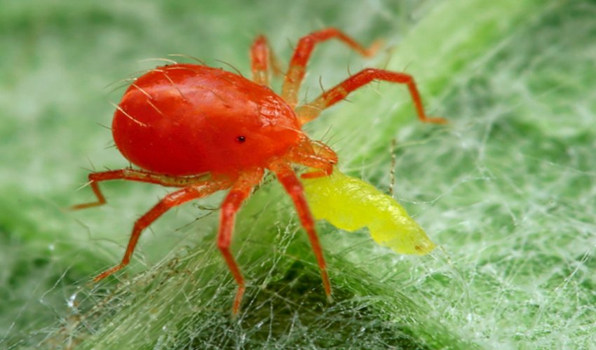 Шкідник ожини - кліщ
