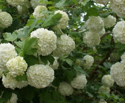 Декоративні кущі калини: опис різновидів