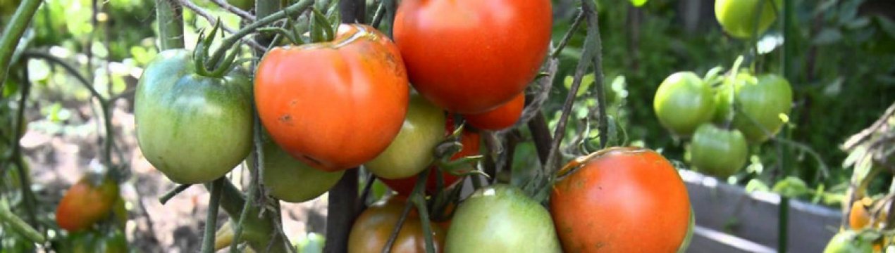 Обработка помидор фурацилином от фитофторы: основные правила, состав иприготовления раствора, дополнительные советы