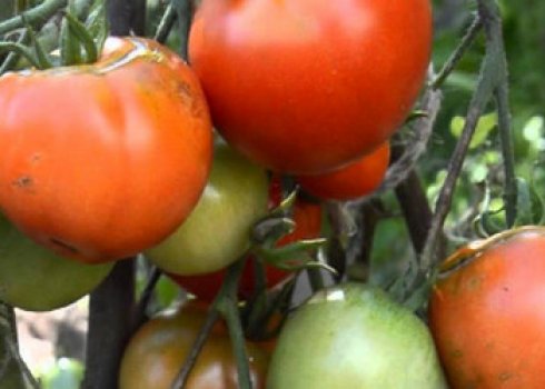 Обробка помідор фурациліном від фітофтори: основні правила приготування розчину