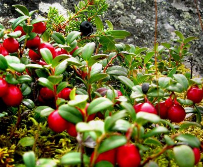 Як самостійно виростити брусницю на городі