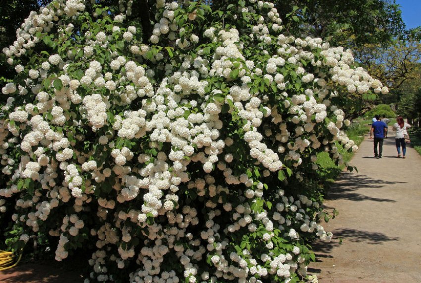 Калина Бульдонеж Калина Бульдонеж