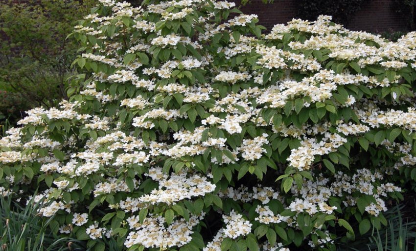 Калина Складчаста Калина Складчаста