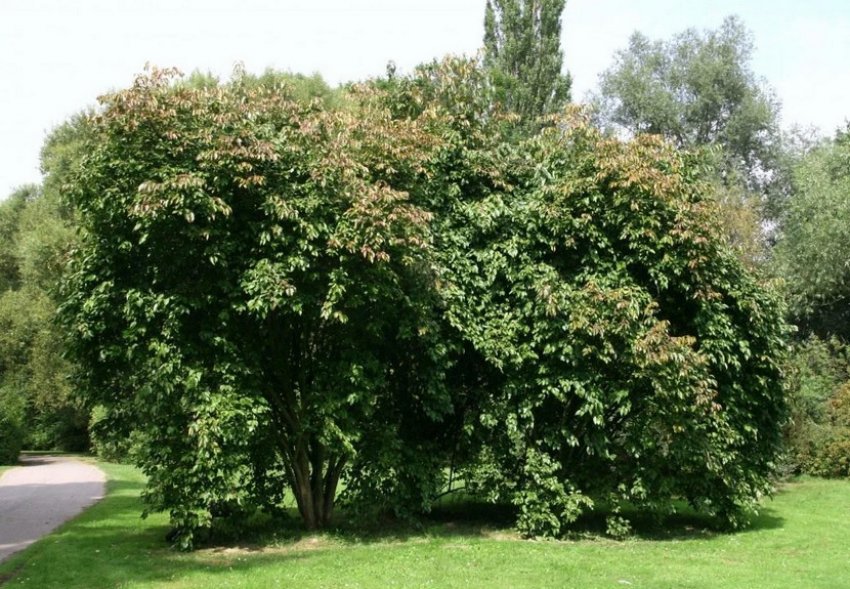 Калина Канадська Калина Канадська