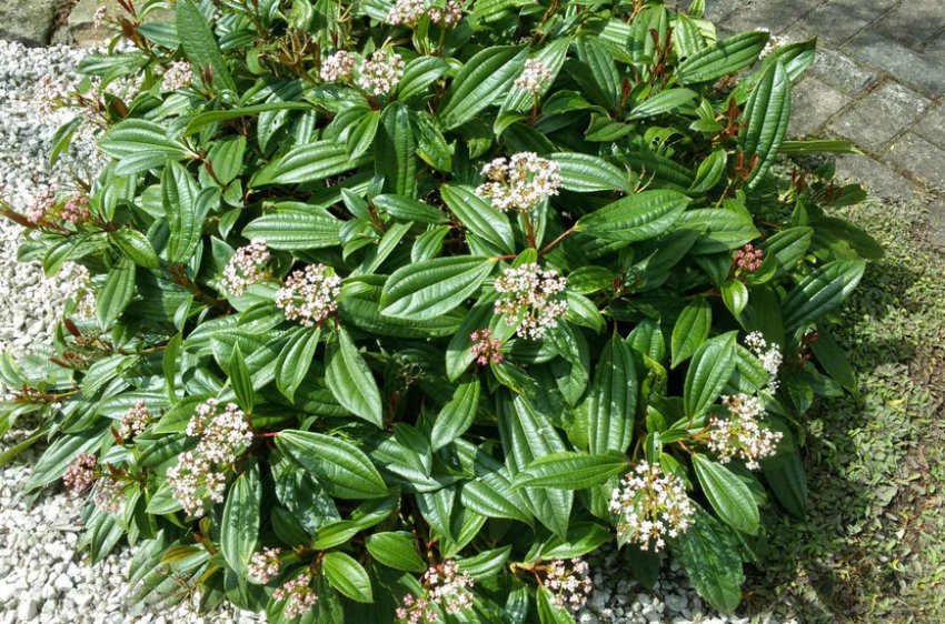 Калина Давида Калина Давида