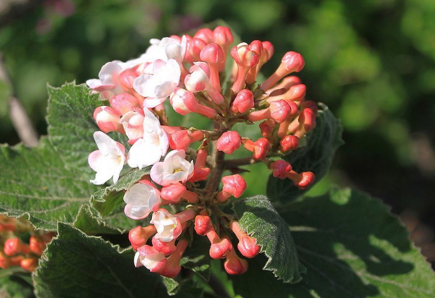 Калина Карльса Калина Карльса