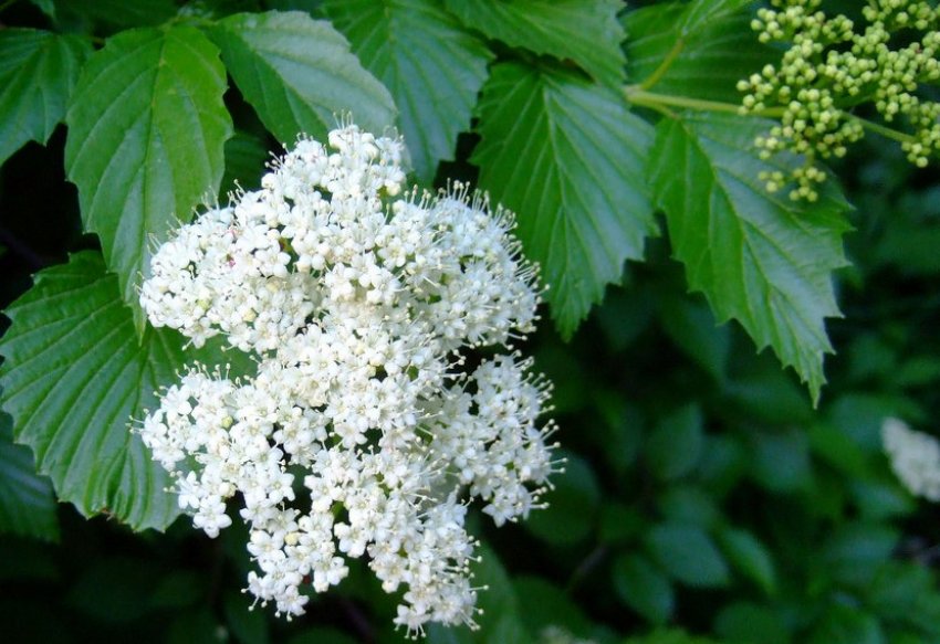 Калина Зубчаста Калина Зубчаста