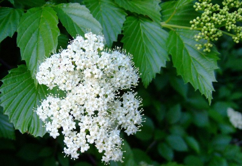 Калина карликовая декоративная