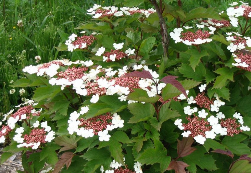 Калина Саржента Калина Саржента