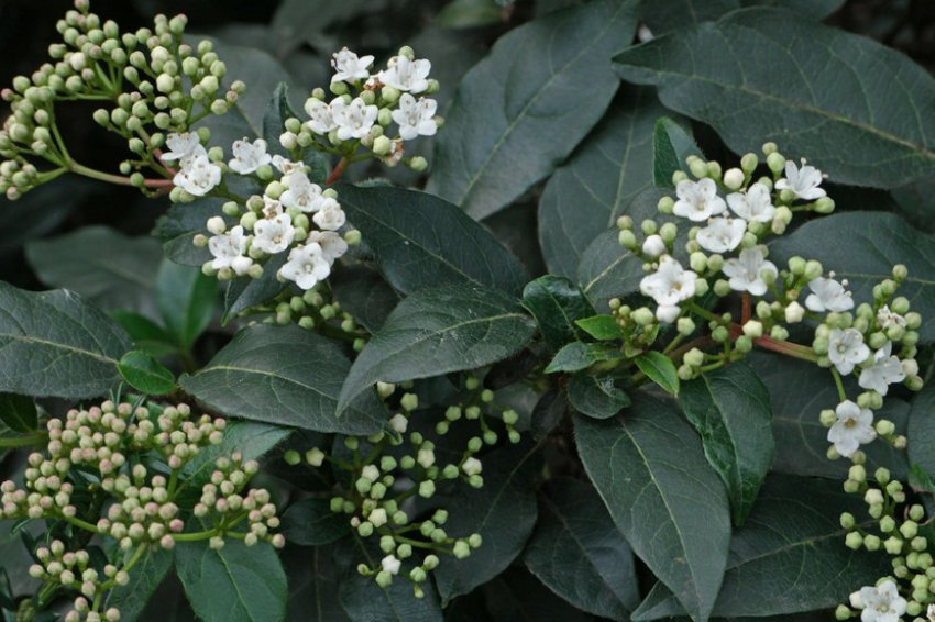 Калина Лавролиста Калина Лавролиста