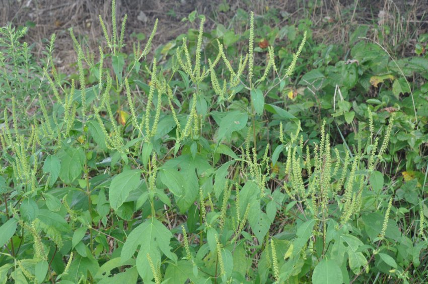 Україна повернула Росії заражений льон