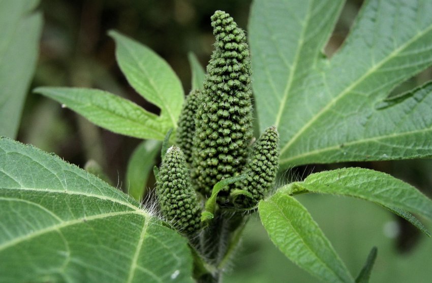 Україна повернула Росії заражений льон