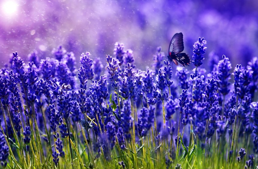 Українські фермери освоюють професію «лавандиста»