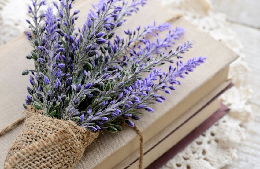 Українські фермери освоюють професію «лавандиста»