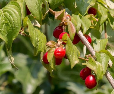 Вирощування і догляд за кизилом