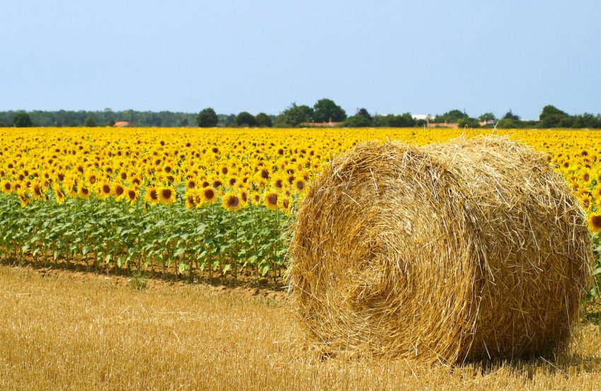 Донецька область має найвищий індекс агроэффективности в Україні Донецька область має найвищий індекс агроэффективности в Україні