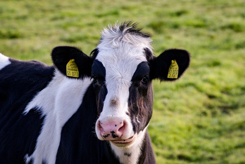 Поголів'я великої рогатої худоби в ЄС демонструє ознаки зниження Поголів'я великої рогатої худоби в ЄС демонструє ознаки зниження