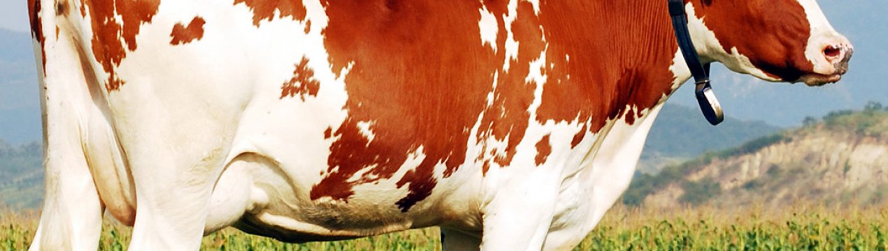 Поголів'я великої рогатої худоби в ЄС демонструє ознаки зниження