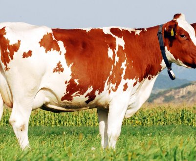 Поголів'я великої рогатої худоби в ЄС демонструє ознаки зниження