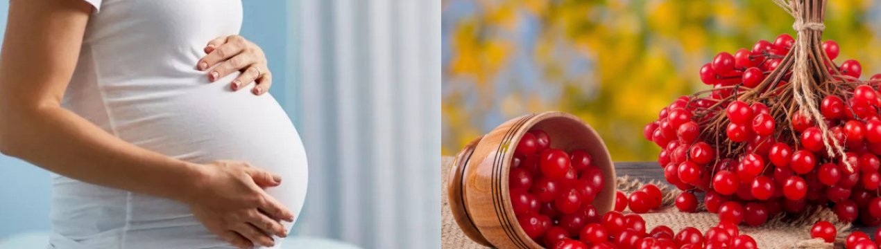Чи можна вагітним калину