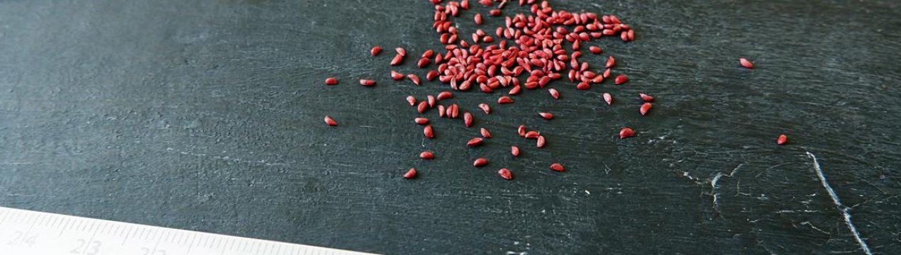 можно ли вырастить клюкву дома. Смотреть фото можно ли вырастить клюкву дома. Смотреть картинку можно ли вырастить клюкву дома. Картинка про можно ли вырастить клюкву дома. Фото можно ли вырастить клюкву дома