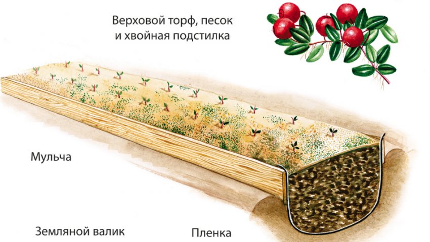 можно ли вырастить клюкву дома. Смотреть фото можно ли вырастить клюкву дома. Смотреть картинку можно ли вырастить клюкву дома. Картинка про можно ли вырастить клюкву дома. Фото можно ли вырастить клюкву дома