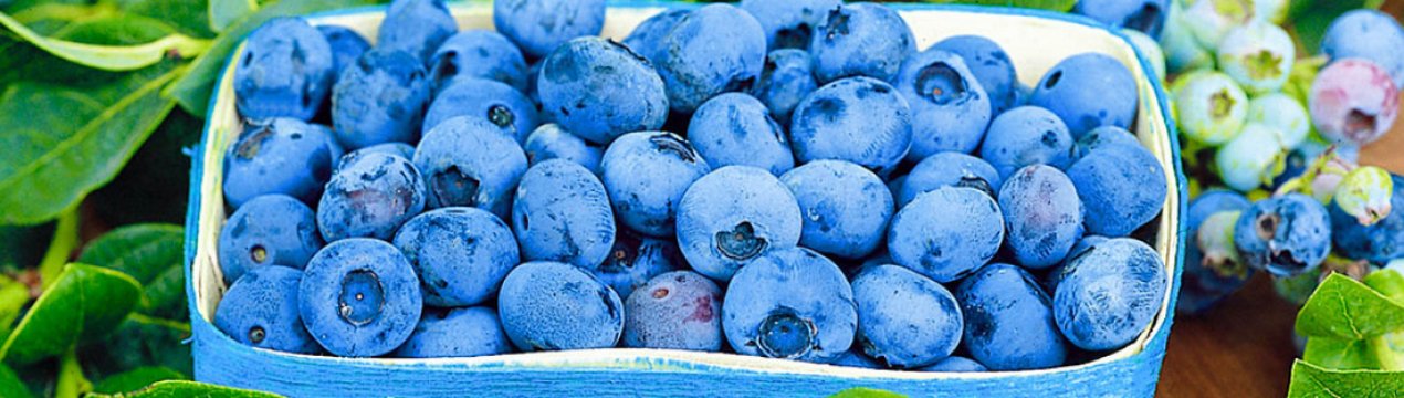 Сорти лохини для Ленінградської області