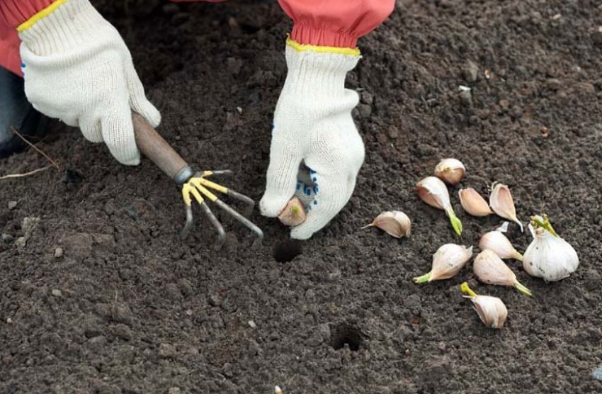 Посадка часнику