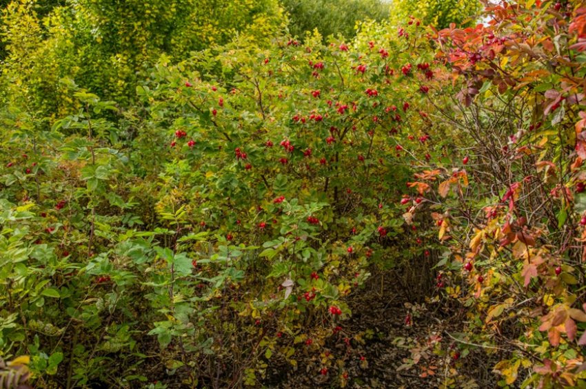 Кущ шипшини Кущ шипшини