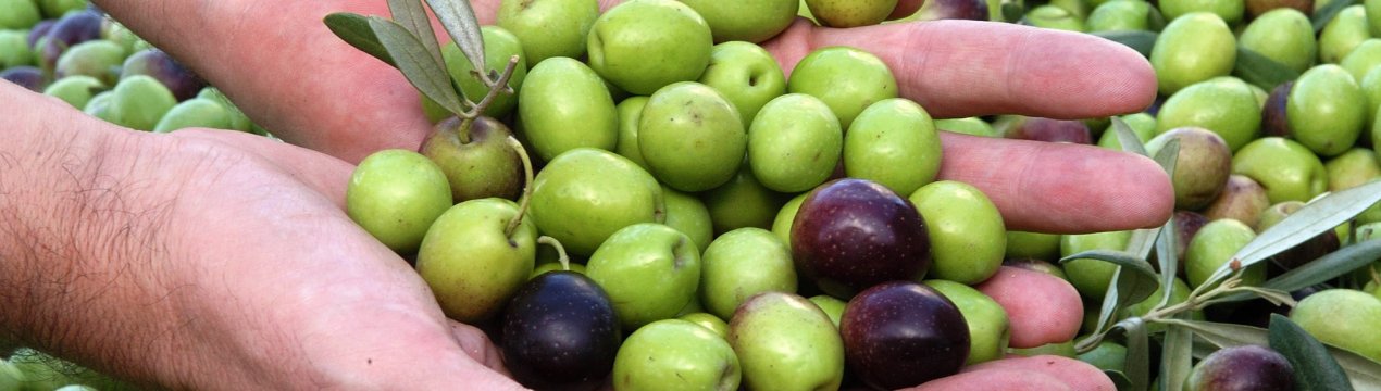 Іранські фермери ставлять оливки в пріоритет