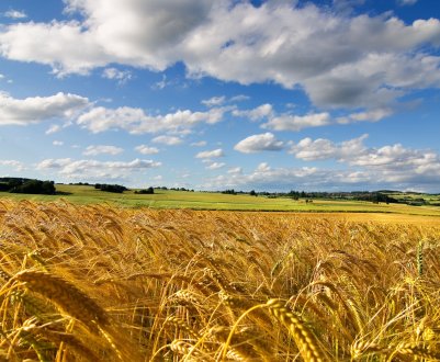 Афганські засіки поповняться пшеницею з Казахстану