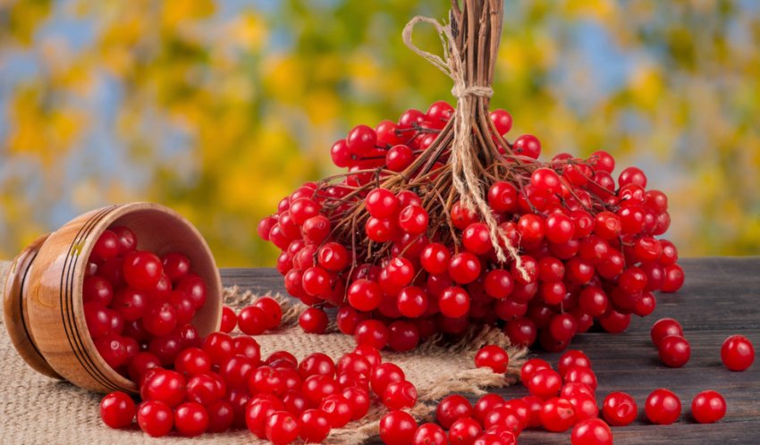 Ягоди калини Ягоди калини