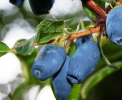 Як розмножити жимолость: варіанти, в який час року