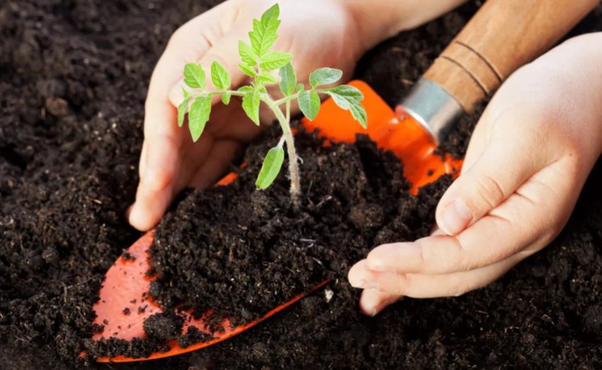 Грунт для помідорів Грунт для помідорів