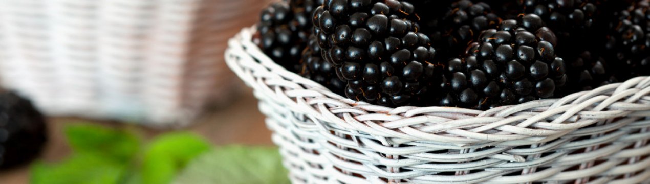 Посадить ежевику для продажи. . Посадить ежевику для продажи фото. Посадить ежевику для продажи-. картинка Посадить ежевику для продажи. картинка . Добавить в избранное
