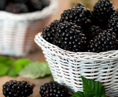 Особливості бізнесу на ожині: переваги та недоліки