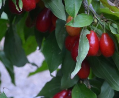 Все про кизил